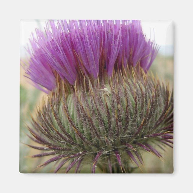 Thistle and Spider Magnet (Front)
