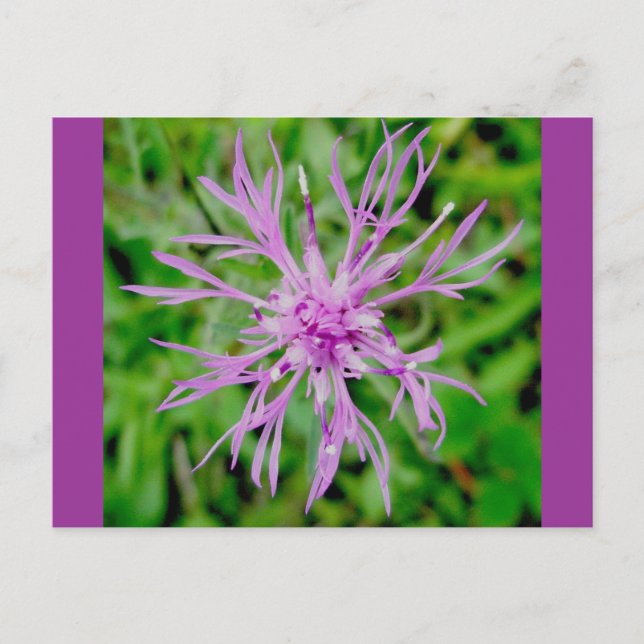 Thistle Blossom Postcard (Front)