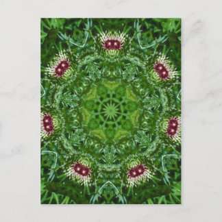 Thistle Buds Postcard