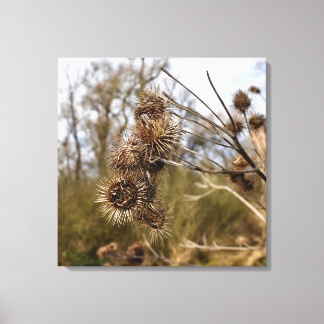 Thistle Canvas Print (Front)