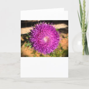 Thistle, Card