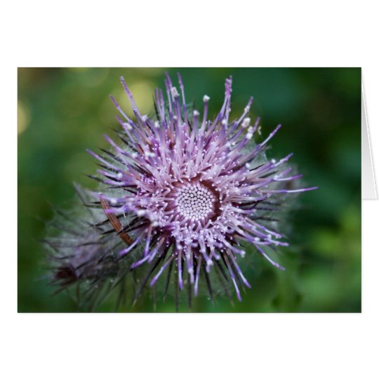 Thistle Card