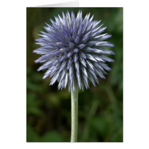 Thistle Card