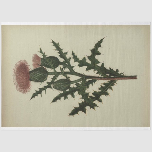 Thistle Decoupage Paper (Front)