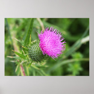 Thistle Flower Poster