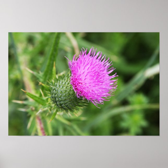 Thistle Flower Poster (Front)