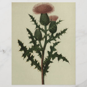 Thistle From Flowers and Ferns of America Paper