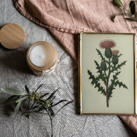 Thistle From Flowers and Ferns of America Poster