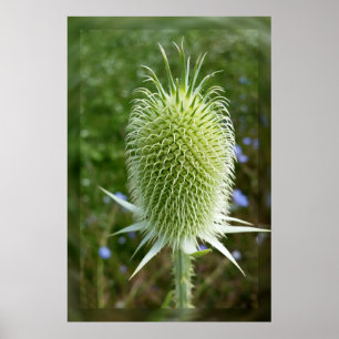 Thistle in the summer sun poster