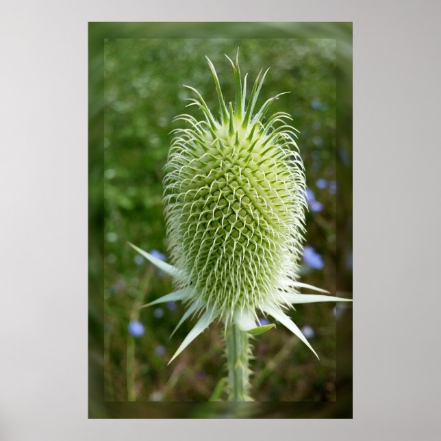Thistle in the summer sun poster (Front)