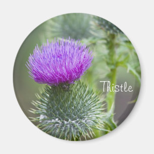 Thistle Magnet