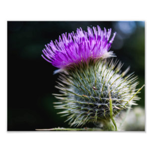 thistle photo print