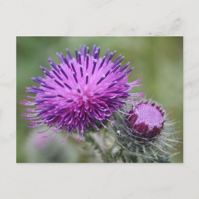Thistle Postcard (Front)