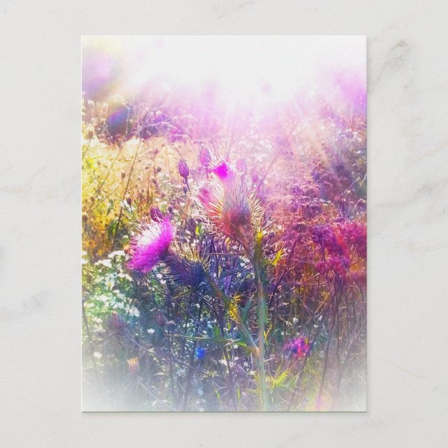 THISTLE POSTCARD (Front)