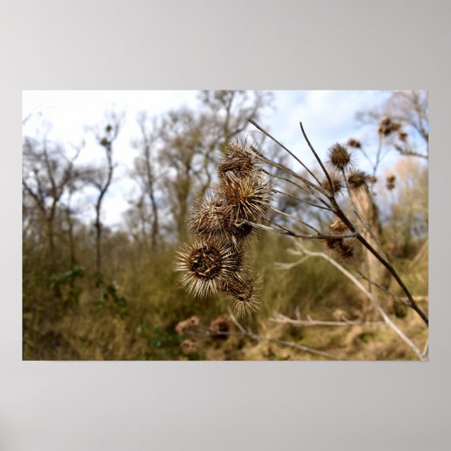 Thistle Poster (Front)