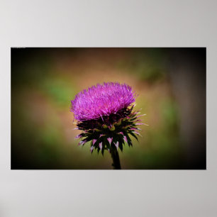 Thistle, poster