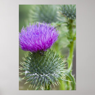 Thistle Poster