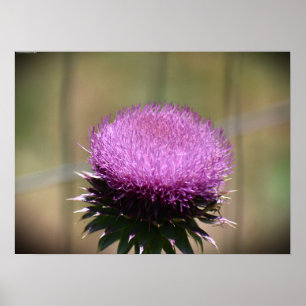 Thistle, Poster