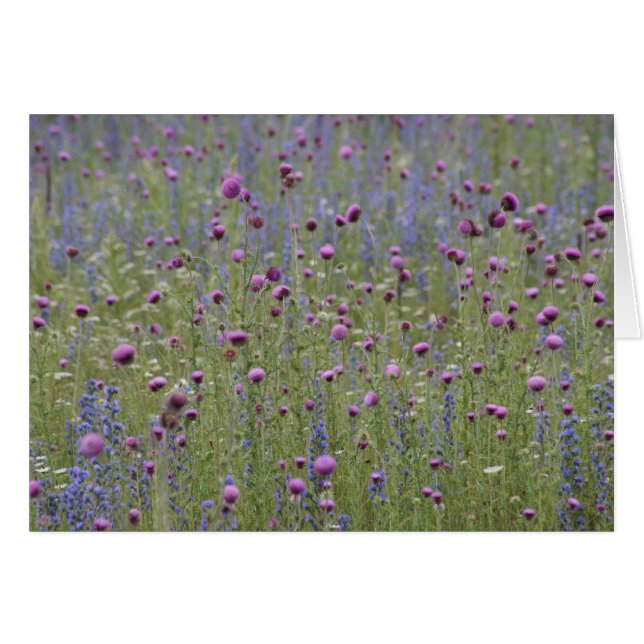Thistle & Purple Strife Wild Flowers (Front Horizontal)