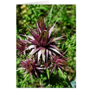 Thistle Sharp Flower Card