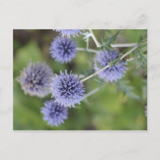 Thistle - Standing Out from the Crowd Postcard