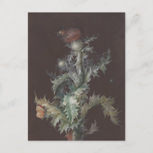 Thistle with Insects 1755 Johann C. Dietzsch Postcard