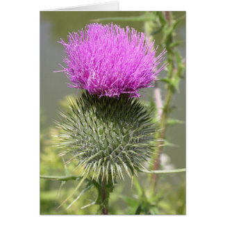 Thistles