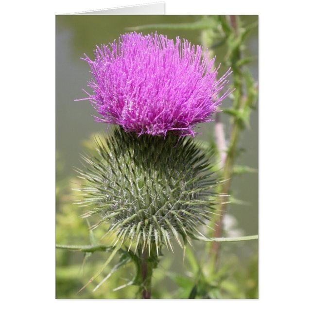 Thistles (Front)