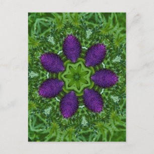 Thistles Postcard