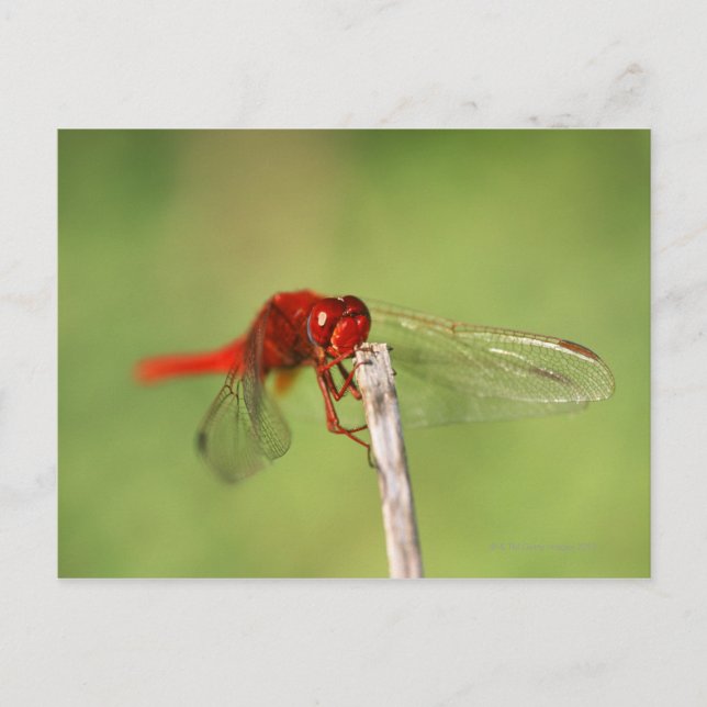 Thomas Baines Nature Reserve, Eastern Cape Postcard (Front)