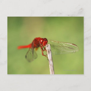 Thomas Baines Nature Reserve, Eastern Cape Postcard