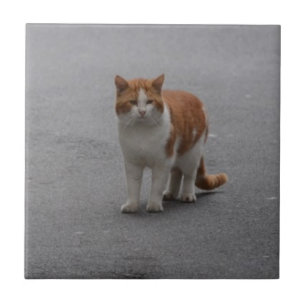 Thomas Ginger And White Cat Ceramic Tile