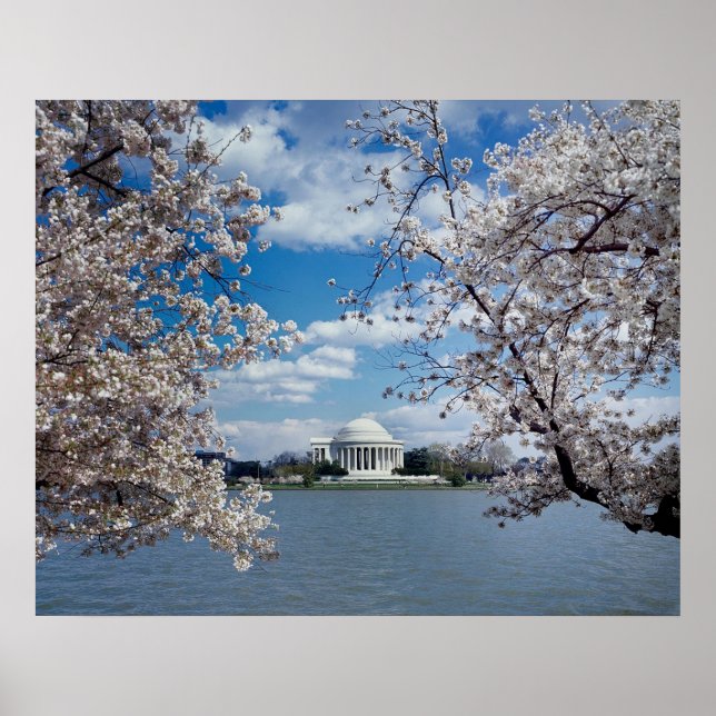 Thomas Jefferson Memorial with Cherry Blossoms Poster (Front)