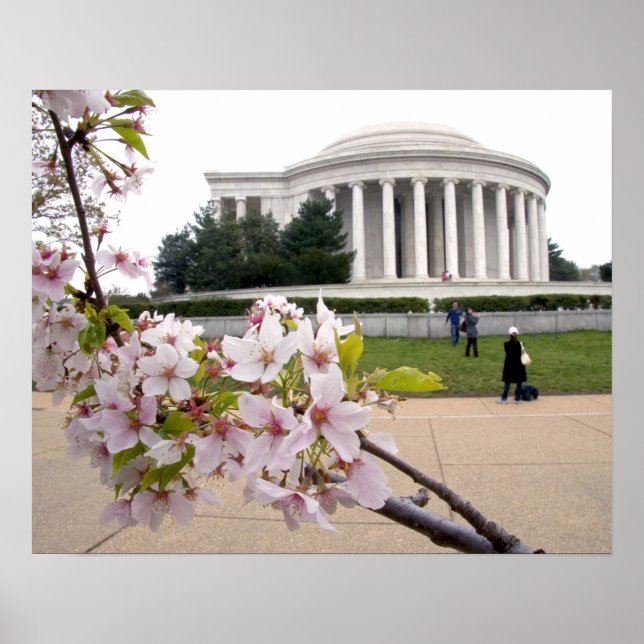 Thomas Jefferson Memorial with cherry blossoms Poster (Front)