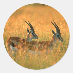 Thomson's Gazelle (Gazella Thomsonii) At Dawn Classic Round Sticker