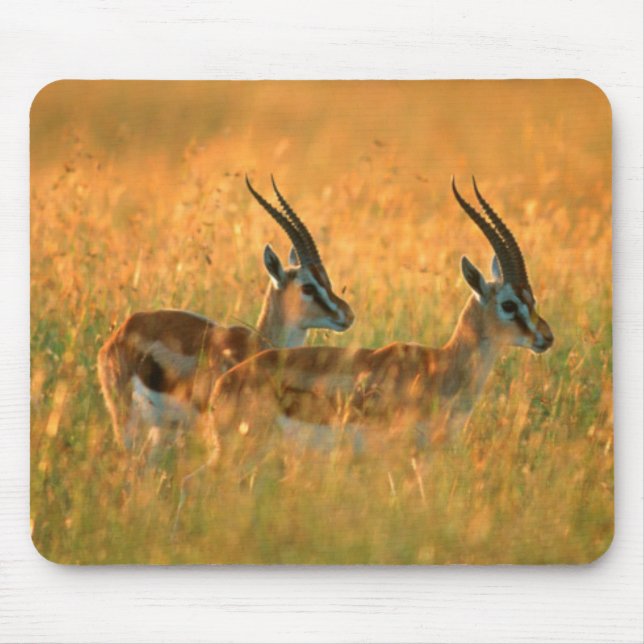 Thomson's Gazelle (Gazella Thomsonii) At Dawn Mouse Pad (Front)