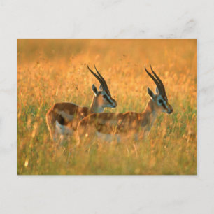 Thomson's Gazelle (Gazella Thomsonii) At Dawn Postcard