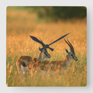 Thomson's Gazelle (Gazella Thomsonii) At Dawn Square Wall Clock