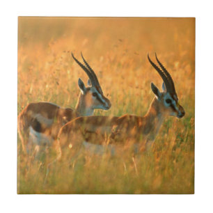 Thomson's Gazelle (Gazella Thomsonii) At Dawn Tile