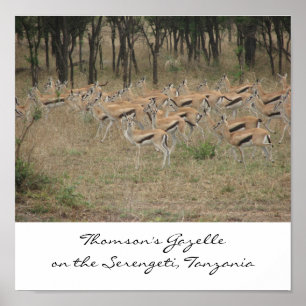 Thomson's Gazelle on the Serengeti, Ta... Poster