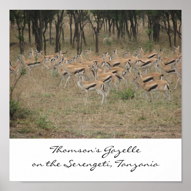 Thomson's Gazelle on the Serengeti, Ta... Poster (Front)