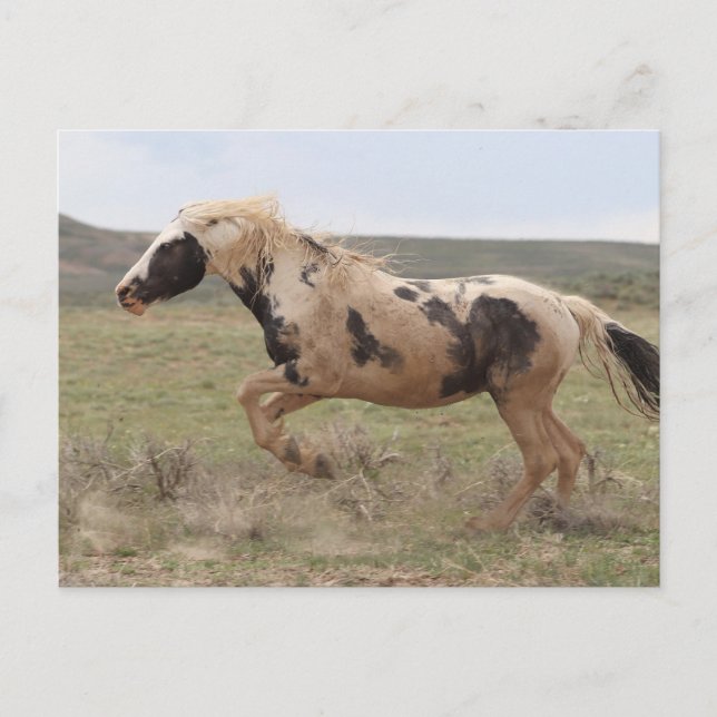 Thor McCullough Peaks Postcard (Front)