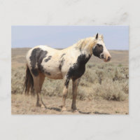 Thor McCullough Peaks Wild Horse