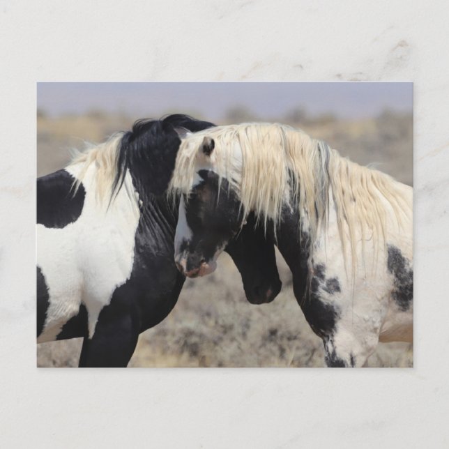 Thor McCullough Peaks Wild Horse Postcard (Front)