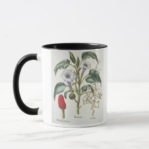 Thorn Apple, from the 'Hortus Eystettensis' by Bas Mug