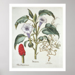 Thorn Apple, from the 'Hortus Eystettensis' by Bas Poster