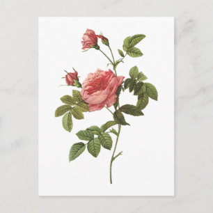 thornless rose(Rosa inermis) by Redouté Postcard