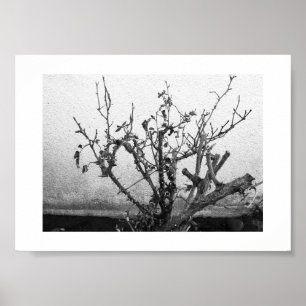Thorns Remain Black and White Photography Poster
