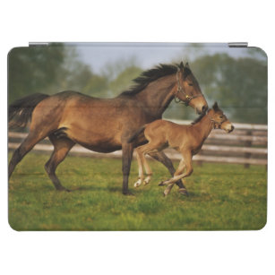 Thoroughbred Chestnut Mare & Foal iPad Air Cover