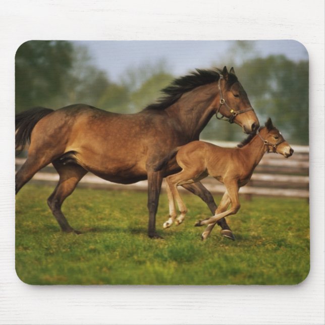 Thoroughbred Chestnut Mare & Foal Mouse Pad (Front)